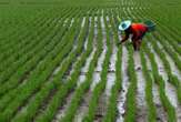 Rice looks set to become more popular in SA as prices fall and local drought bites