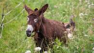 Suspected rabid donkey put down after biting several people in the Eastern Cape