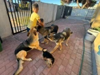 Twis ná 4 honde van dorp op plaas van kant gemaak word