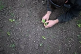 Britse boere bid vir reën te midde van droogste lente sedert 1852