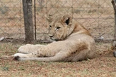 Lioness dies of Covid-19 in India zoo