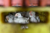 'Roekeloos', kla hoenderbedryf oor toegewing aan Amerika oor voëlgriep