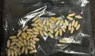 Drug mule from São Paulo arrested at OR Tambo Airport, making her the third in just two weeks