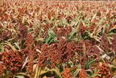 Sorghum merk al die blokkies