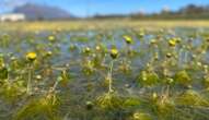 A royal replanting: Cape Town water lily reintroduced after almost 100-year absence