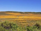 Namakwaland trek haar mooiste blommetabberd vroeg aan