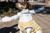 Bluey die beeshondjie bring bewusmaking vir diere in nood