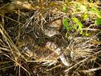 Adder boy! Jack Russell's bite proves worse than its bark against 1.2m snake in Swellendam