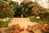 Genooides en media kry 1ste kykie na Londense blommeskou