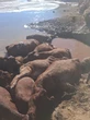 Beeste geslag, met spiese gesteek aan Lesotho-grens