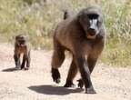 Cape Town baboons: Joint task team considers solutions as ranger contract comes to an end