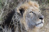 Witwarm nuwe leeu-gene vir Bergkwaggapark buite Nxuba