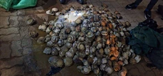 8 vas weens perlemoen en dwelms in Oos-Kaap