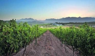 Wyne waar terroir seëvier, kan vir kompetisie (met nuwe kategorie) inskryf