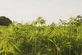 Hemp among 7 industries to keep Mpumalanga's economy growing after coal power shuts down - report