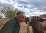 Boere in Namibië gee noodkreet vir voer weens erge droogte