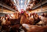 Chicken Wars: Nulaid owner Quantum fighting order to reinstate board member