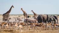 Storm oor Namibië se plan om 723 stuks wild in droogtetyd uit te dun