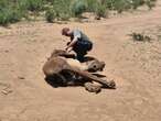 NDBV geskok oor toestande in Madikwe-reservaat, olifantvrektes