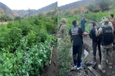 В Туркестанской области обнаружили крупную наркоплантацию
