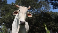‘Wise’ bull named after Sir David Attenborough to mark 100th birthday