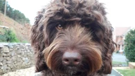 Emergency service’s ‘amazing’ therapy dog saves woman’s…