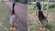 University student ‘very proud’ after tall duck named L…