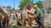 Zoo’s camels get a haircut on the hottest day of the ye…