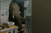Hungry wild elephant smashes its head through kitchen w…