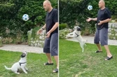 Meet 'Luka Dogric' the Croatian terrier with superb bal…