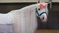 Disability horse-riding centre saved from closure