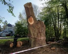 Toby Carvery to pay for orchard planting after causing outrage by felling 500-year-old oak