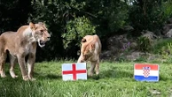 UK lions predict England's World Cup fate
