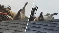 Raccoon freed from roof after getting stuck