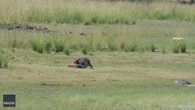 Sneaky croc wants a piece of tiger's catch
