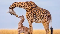 Majestic giraffes pictured in new book to raise funds for wildlife protection
