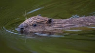 Six beaver families to be released in Highlands