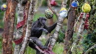 Safari park chimps join hunt for Easter eggs designed by school children