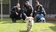 Bikers urged to volunteer to help train guide dog puppies for ‘real world’