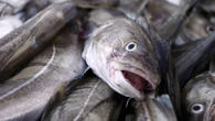 Warnings over collapsing fish stocks as experts advise ‘zero catch’ for cod