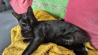 Cat who made it home after being hit by train recovers from major surgery