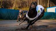 Wales’ last greyhound track under threat after government proposes racing ban