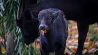 Birth of rare calf said to be smallest species of wild cattle captured on video