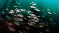 Call to end overfishing to save British fish supper as key stocks face collapse