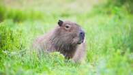 Live traps placed to recapture escaped capybara after sighting