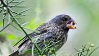 New species of Galapagos finch ‘can arise after just six consecutive droughts’