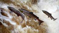 Salmon stocks at lowest levels on record in England’s rivers, report warns