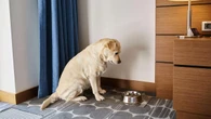 Not taking their dog on holiday worries nearly half of owners – survey