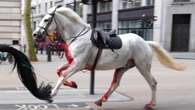 Military horse injured after bolting through London returns to service