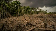 Supermarkets warned over animal feed products from deforested land